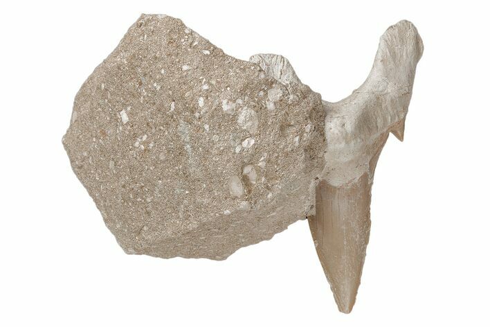 Otodus Shark Tooth Fossil in Rock - Eocene #215656